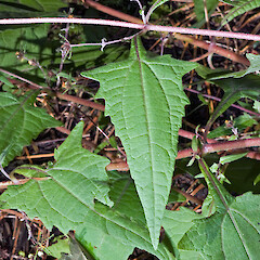 Sigesbeckia orientalis