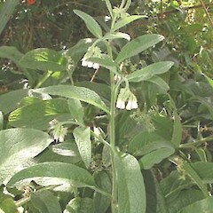Symphytum ×uplandicum