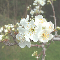 Prunus ×domestica
