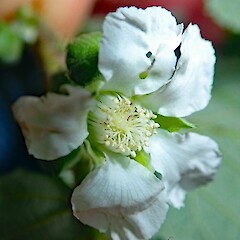Rubus cissburiensis × R. ulmifolius