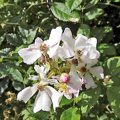 Rosa multiflora