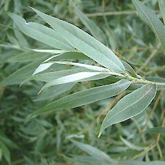 Salix alba var. alba