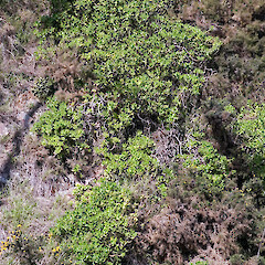 Sedum praealtum subsp. praeltum