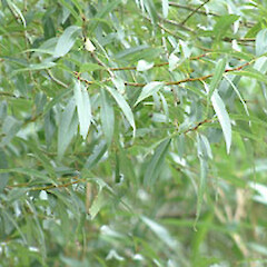 Salix fragilis × S. euxina