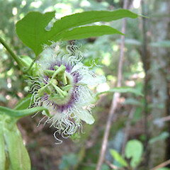Passiflora edulis f. edulis