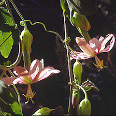 Passiflora tarminiana