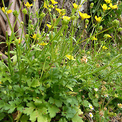 Ranunculus bulbosus subsp. bulbosus