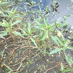 Ludwigia peploides subsp. montevidensis