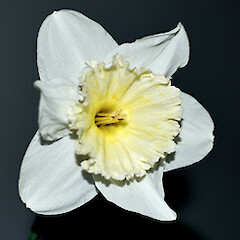 Narcissus ×incomparabilis