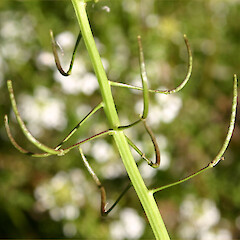 Nasturtium microphyllum