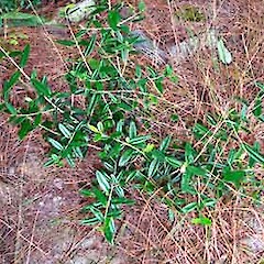 Olea europaea subsp. europaea