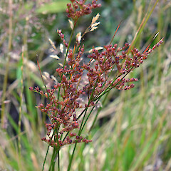 Juncus tenuis subsp. dichotomus