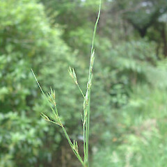 Juncus tenuis subsp. tenuis