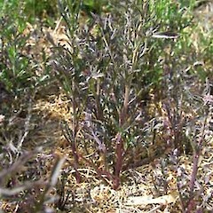 Lepidium hyssopifolium