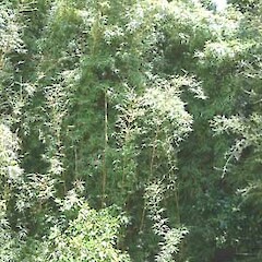 Bambusa glaucescens