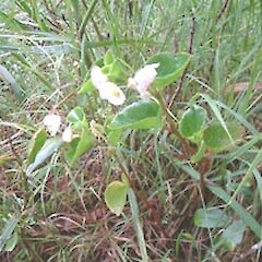 Begonia ×Semperflorens-Cultorum hybrids