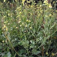 Brassica fruticulosa subsp. mauritanica