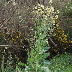 Brassica oleracea var. oleracea