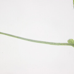 Callitriche brutia var. hamulata