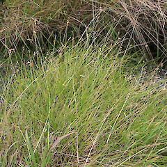 Carex scoparia • New Zealand Plant Conservation Network