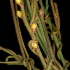 Cassytha pubescens