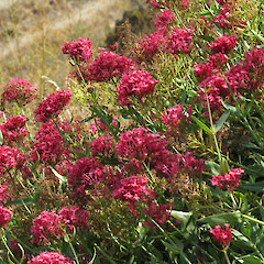 Centranthus ruber subsp. ruber