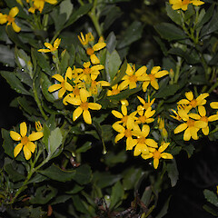 Chrysanthemoides monilifera subsp. monilifera