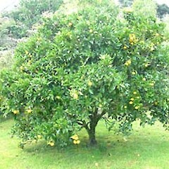 Citrus ×sinensis
