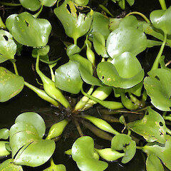 Pontaderia crassipes