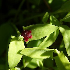 Chenopodium nutans subsp. nutans