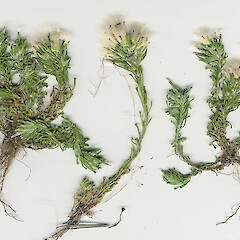 Facelis retusa subsp. retusa