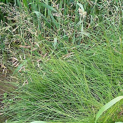Festuca rubra subsp. rubra