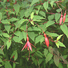 Fuchsia magellanica var. macrostema