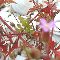 Geranium purpureum