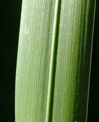 Reed sweetgrass identification and control: Glyceria maxima - King