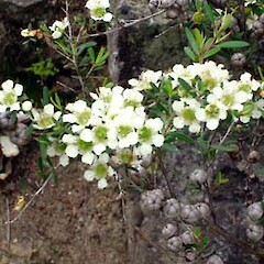 Leptospermum polygalifolium subsp. polygalifolium