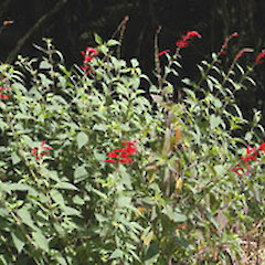 Salvia rutilans