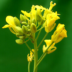 Brassica rapa var. oleifera