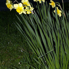 Narcissus ×odorus