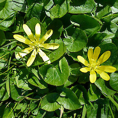 Ficaria verna subsp. calthifolia