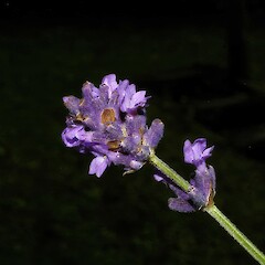 Lavandula angustifolia subsp. angustifolia