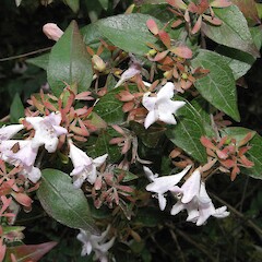 Linnaea ×grandiflora