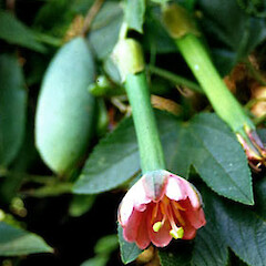 Passiflora tripartita var. azuayensis