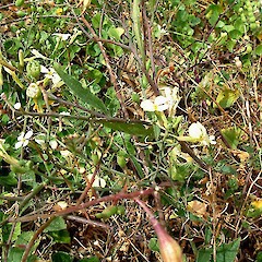 Raphanus raphanistrum subsp. maritimus