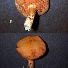 Chalciporus aurantiacus
