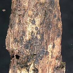Chlorovibrissea tasmanica