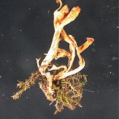 Ramariopsis tortuosa