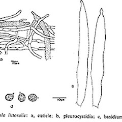 Russula littorea