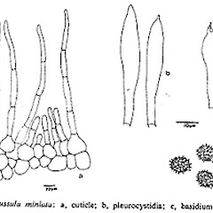 Russula miniata