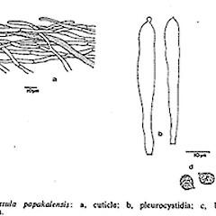 Russula papakaiensis